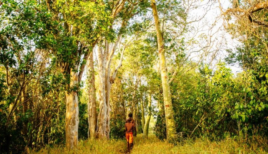 Kaya Kinondo Sacred Forest