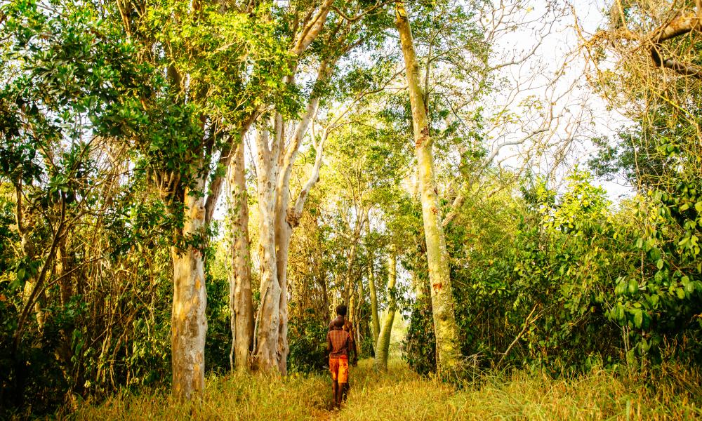 Kaya Kinondo Sacred Forest | Visit Diani